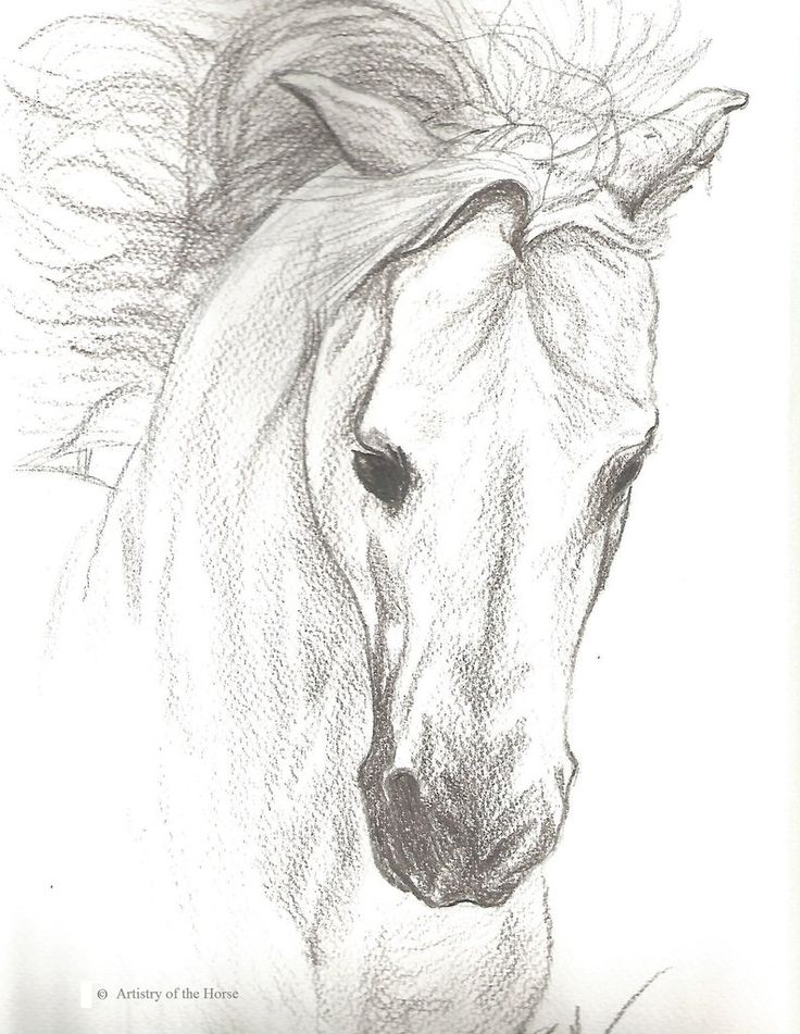 Horse Drawing Horse Print Horse Pencil Drawing Print Horse Decor Western Decor