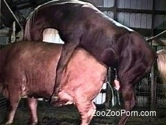 Horse Fucks Cow In Amazing Zoophilia Cam Special