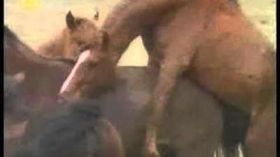 Horse Mating Videos Metacafe