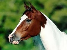 Horse Wallpaper Desktop Animals Pinterest Horse