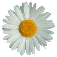 I Thank Heaven Somebodys Crazy Enough To Give Me A Daisy