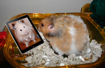 Hamster Just Porn