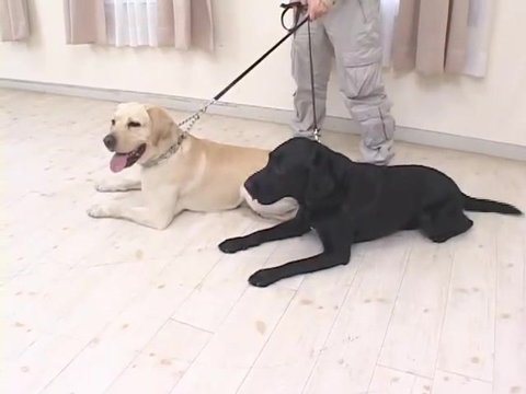 Japanese Girl Anal With Dog Uncensored Hevc Ac Free Porn