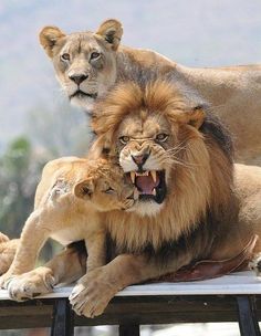 King And Queen Angels On Earth Pinterest Lions Queens 1
