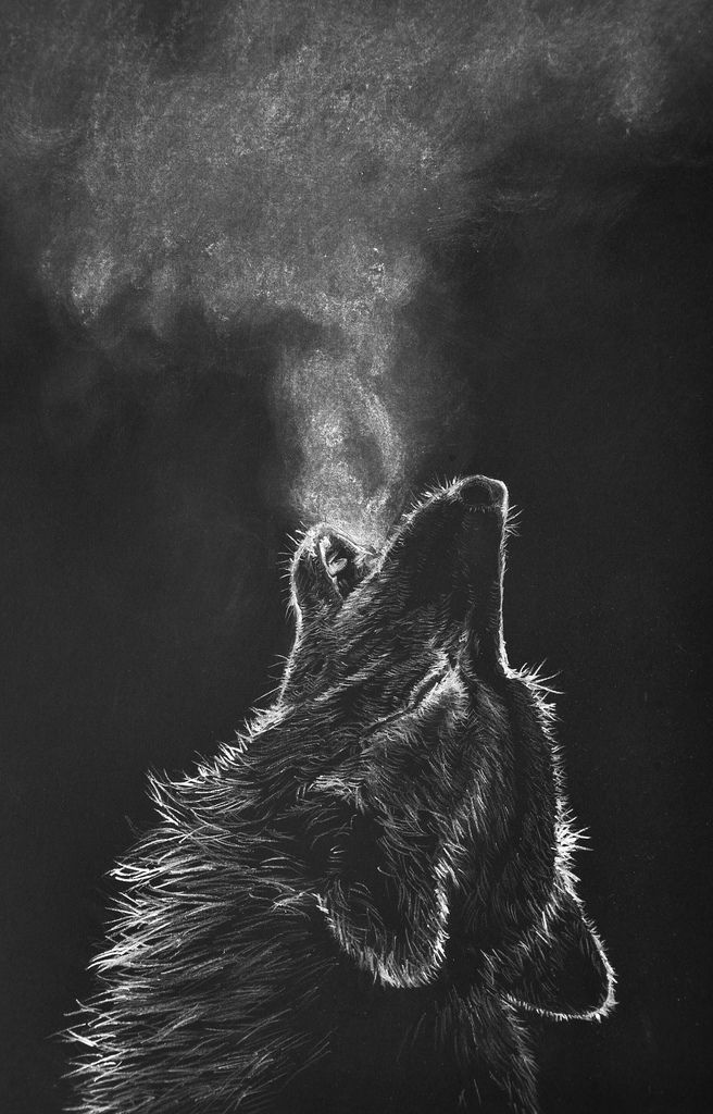 Kr Behllc Howling Wolf White Color Pencil Drawing On Black Paper