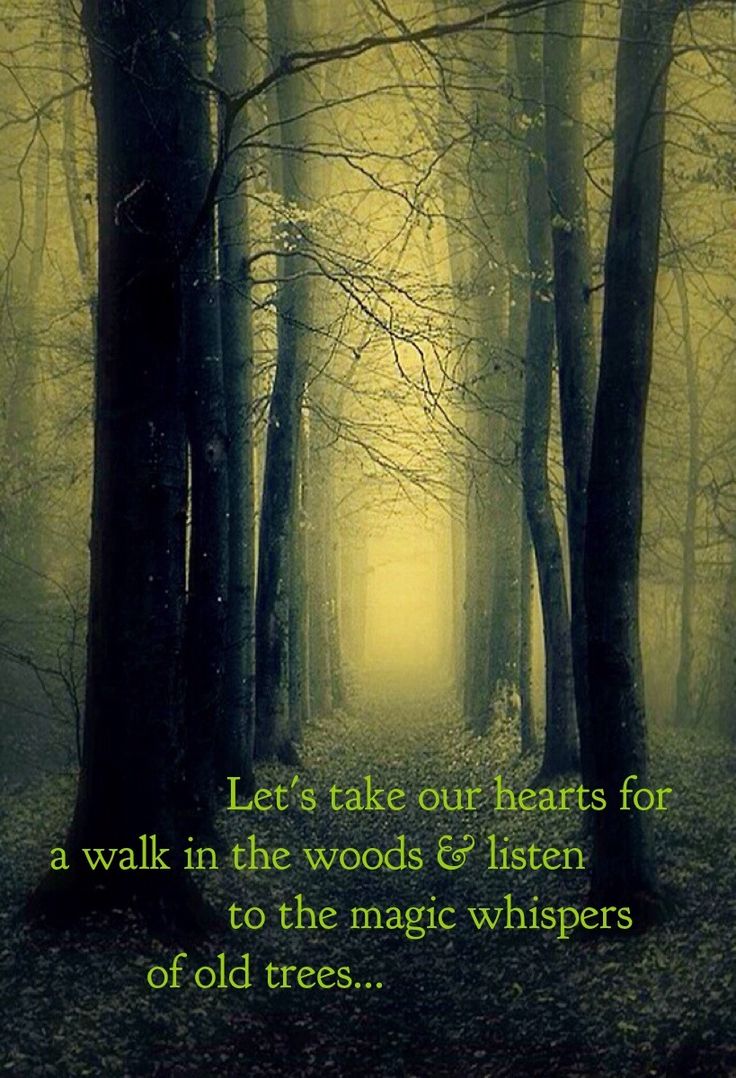 Let Us Take Our Hearts For A Walk In The Woods And Listen