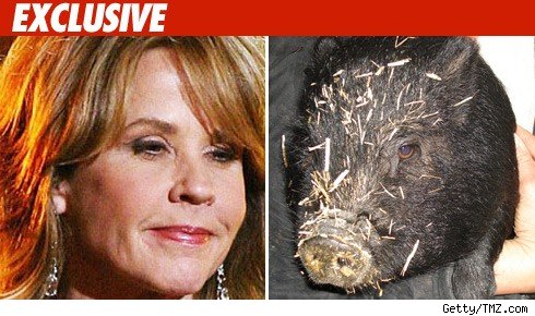 Linda Blair Connected To Shocking Pig Attack