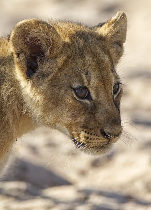 Lion Cub At Ruaha National Park Tanzania Photo Ken Watkins Via