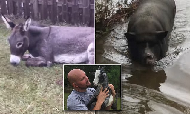 Man Returns From Evacuating Harvey To Find His Animals Daily Mail Online