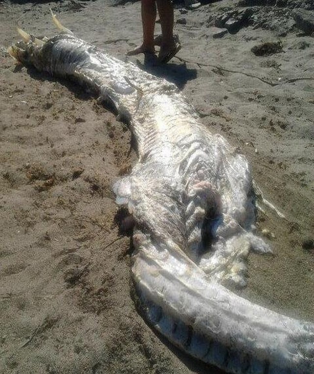 Mysterious Horned Sea Monster Washes Ashore In Spain