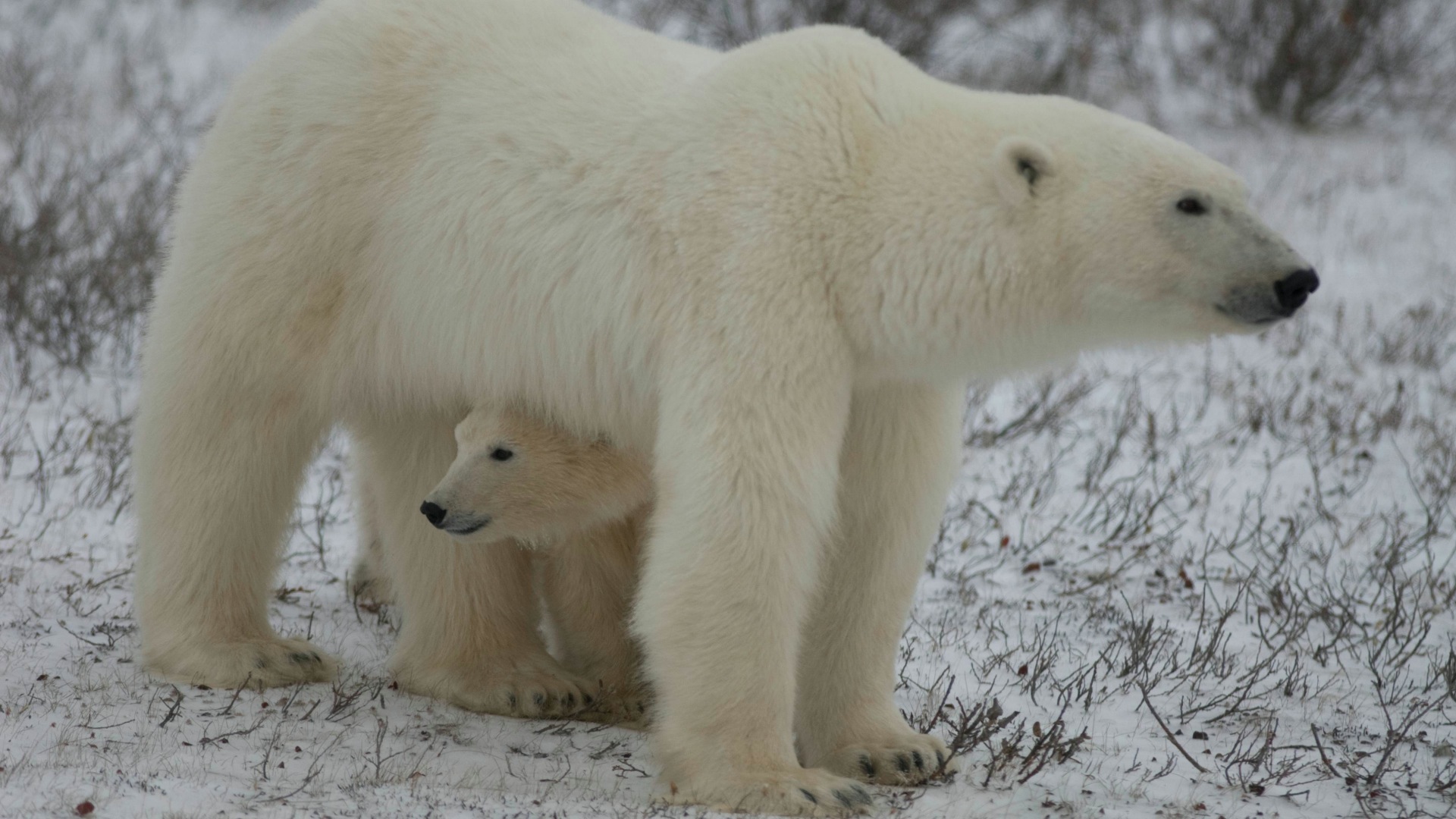 Name The Polar Bear Contest Explore