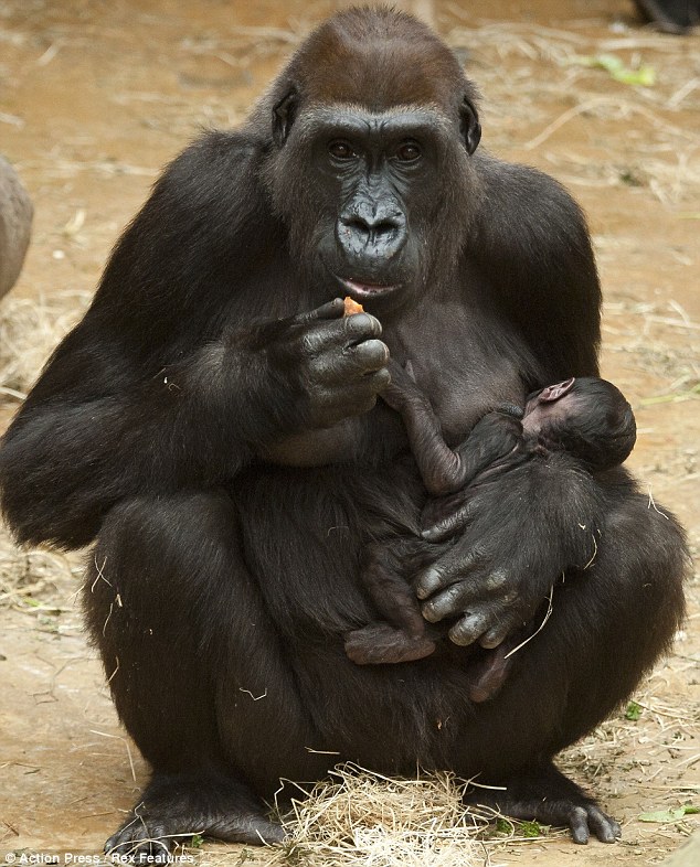 New Arrival Gorilla Mother Melima Holds Her Tiny Newborn Baby At Hannover Zoo Today