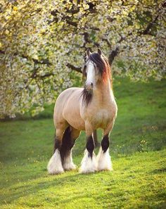 One Of The Most Famous Of The Baroque Type Horses The Andalusian 1
