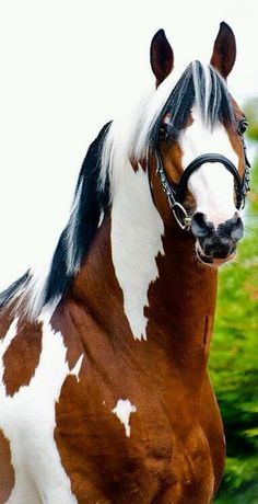 One Of The Most Famous Of The Baroque Type Horses The Andalusian 2