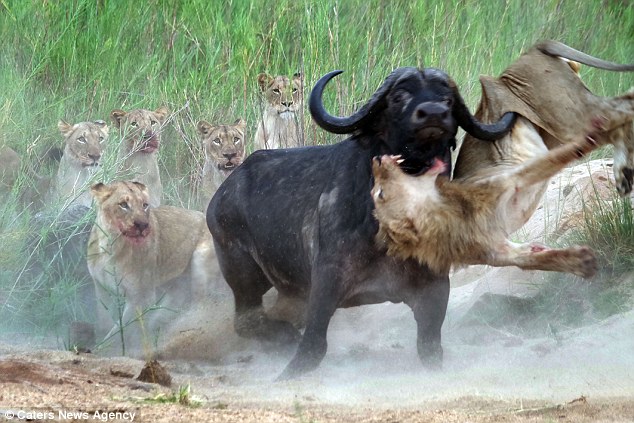 Painful The Buffalo Crashes Through The Lions In A Desperate Bid To Rescue Its Mortally