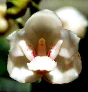 Peristeria Elata Flor De Espiritu Santu De Panama Holy Spirit Orchid National Flower