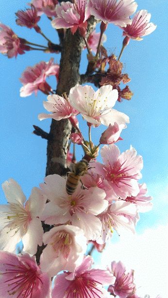 Photo Effects Cherry Blossoms Gifs Cherry Blossom Japanese Cherry Blossoms