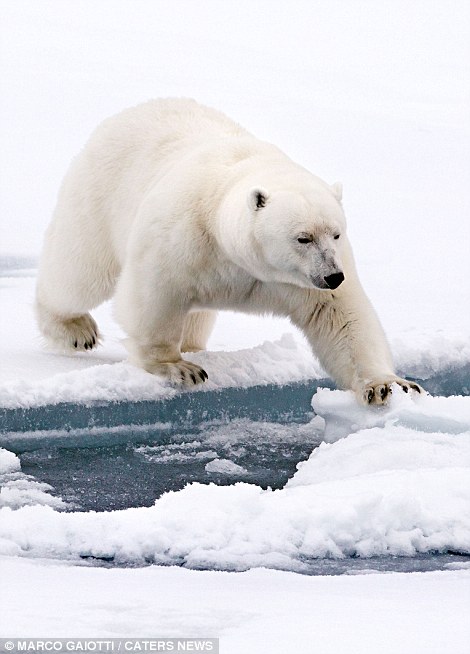 Photographer Marco Gaiotti Captures Polar Bear Stranded On Melting 1