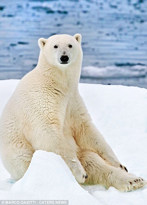 Photographer Marco Gaiotti Captures Polar Bear Stranded On Melting