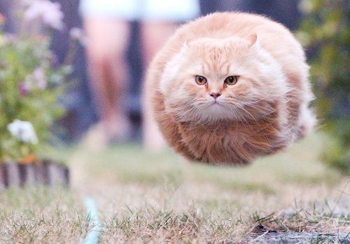 Pictures Taken At Exactly The Right Moment Flying Catfunny