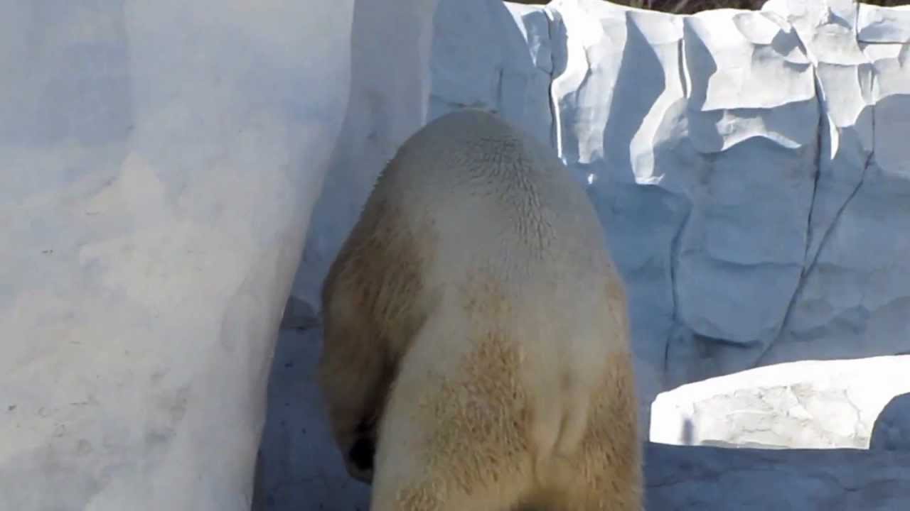 Polar Bear Porno The Detroit Zoo Youtube