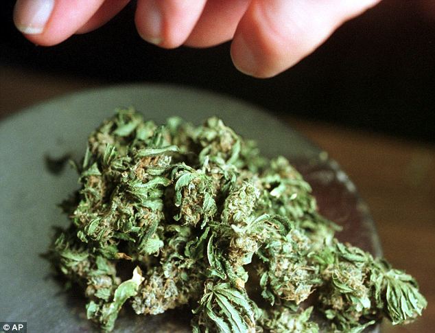 Pot In Back Yard Critics Warned That Marijuana Is A Gateway Drug And Said