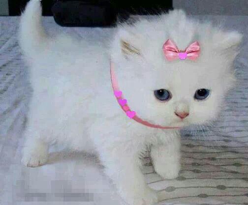 Princess Kitten Xxx