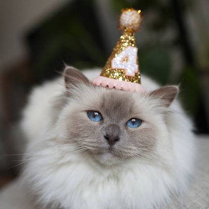 Purrfect Ways To Celebrate Your Cats Birthday Or Adoptiversary
