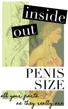 Shown Actual Size A Penis Shape Size Lowdown Scarleteen