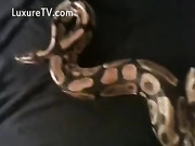 Snake Coming Out Of Her Backdoor Only Real Amateurs 1