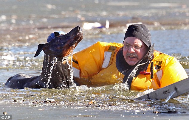 St Louis Firefighter Stan Baynes Keeps Doberman Pinscher Diablo Above Water During A Rescue