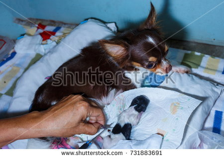 Stock Photo Dog Birth Newborn Birthing Puppies Chihuahua Childbirth