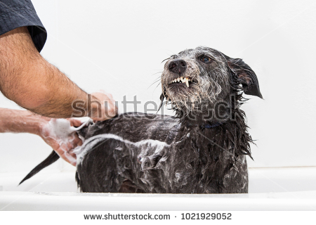 Stock Photo Funny Photo Of An Unhappy Dog Snarling As A Groomer Expresses Her Anal Glands