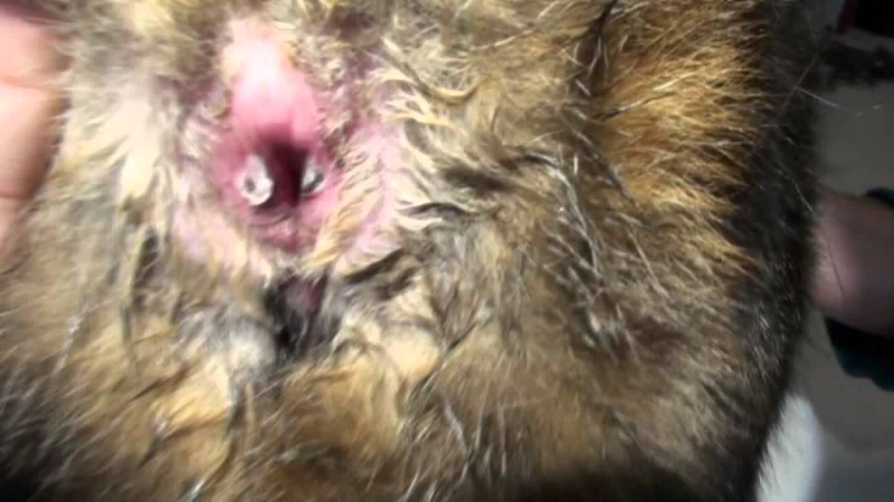 Swollen Anal Gland Cat Other Videos