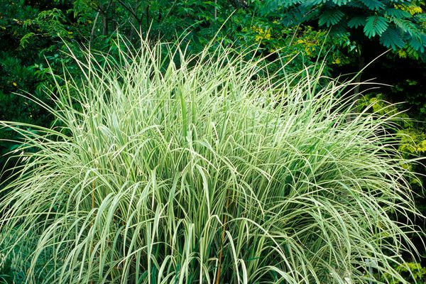 The Best Ornamental Grasses For Privacy