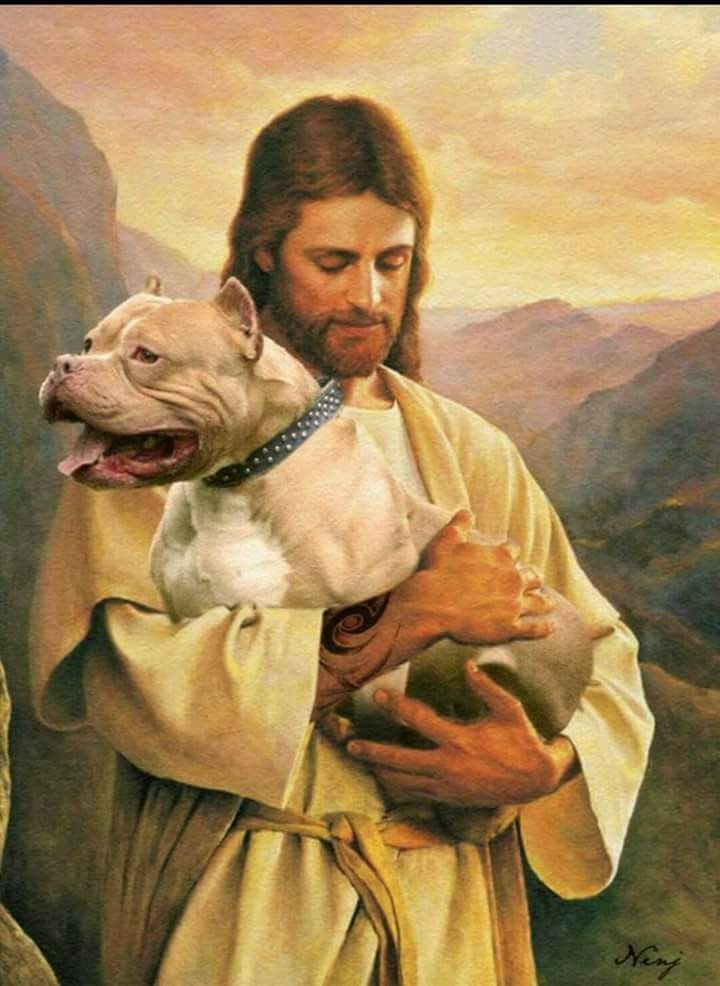 The Breed American Bullies Pit Bull Terriers Loyalty Religion Motivation Muscle Dogs Thoughts