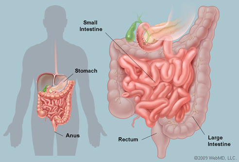 The Intestines Human Anatomy Picture Function Location Parts