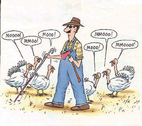 The Life And Times Of The Thanksgiving Turkey He Never Saw It Coming