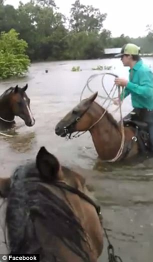 The Rest Of The Video Shows The Man And Horses Trying To Get Through The Water