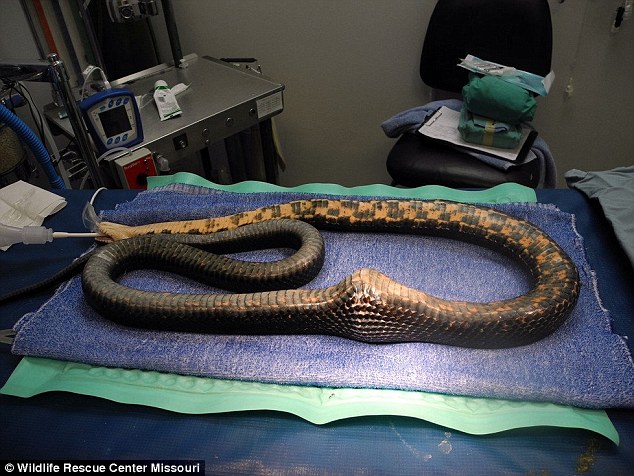This Great Western Snake Rat Was Used To Catch Rodents Outside A Chicken Coop In Missouri