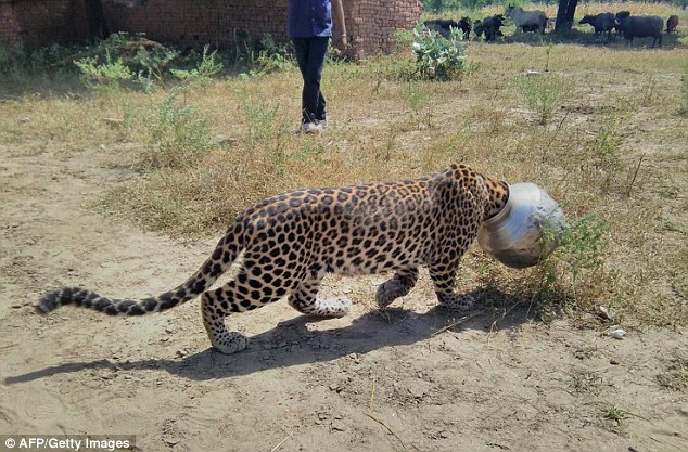 This Is The Image Of A Leopard Stuck In A Pot In The Indian Village