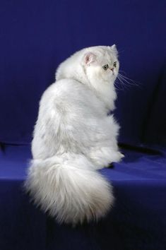 Top Sweet Little Tiny Cats Breeds Persian Kittens Persian