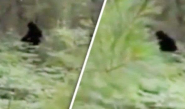Watch Bigfoot Filmed Strolling Upright And Roaming Via Woods