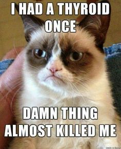 When You Ask Funny Memes Meme Grumpy Cat Humor Laughs Funny Images Cool Images Grumpy Cat Meme