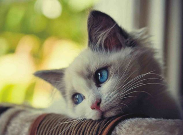 With Its Stunning Blue Eyes Already Looking A Little Misty This Miserable Cat Rests Its