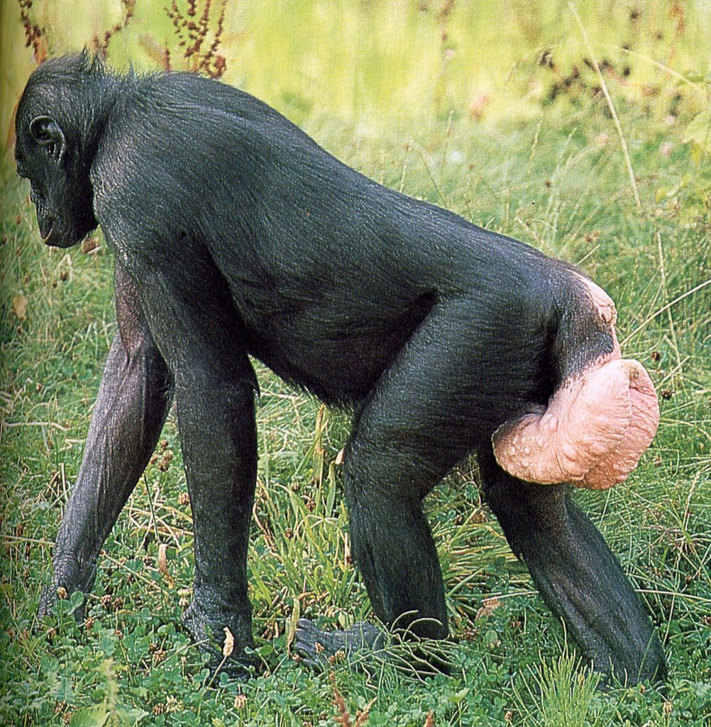 Woman Having Sex With Chimp