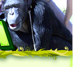 Zoo Siesta Sex With Monkeys Donkey Porn Elephant Sucking